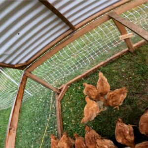 Summer 2027 Pasture-Raised Chicken Preorder